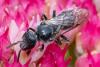 Lasioglossum buccale